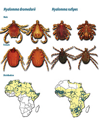 Hyalomma dromedarii and rufipes
